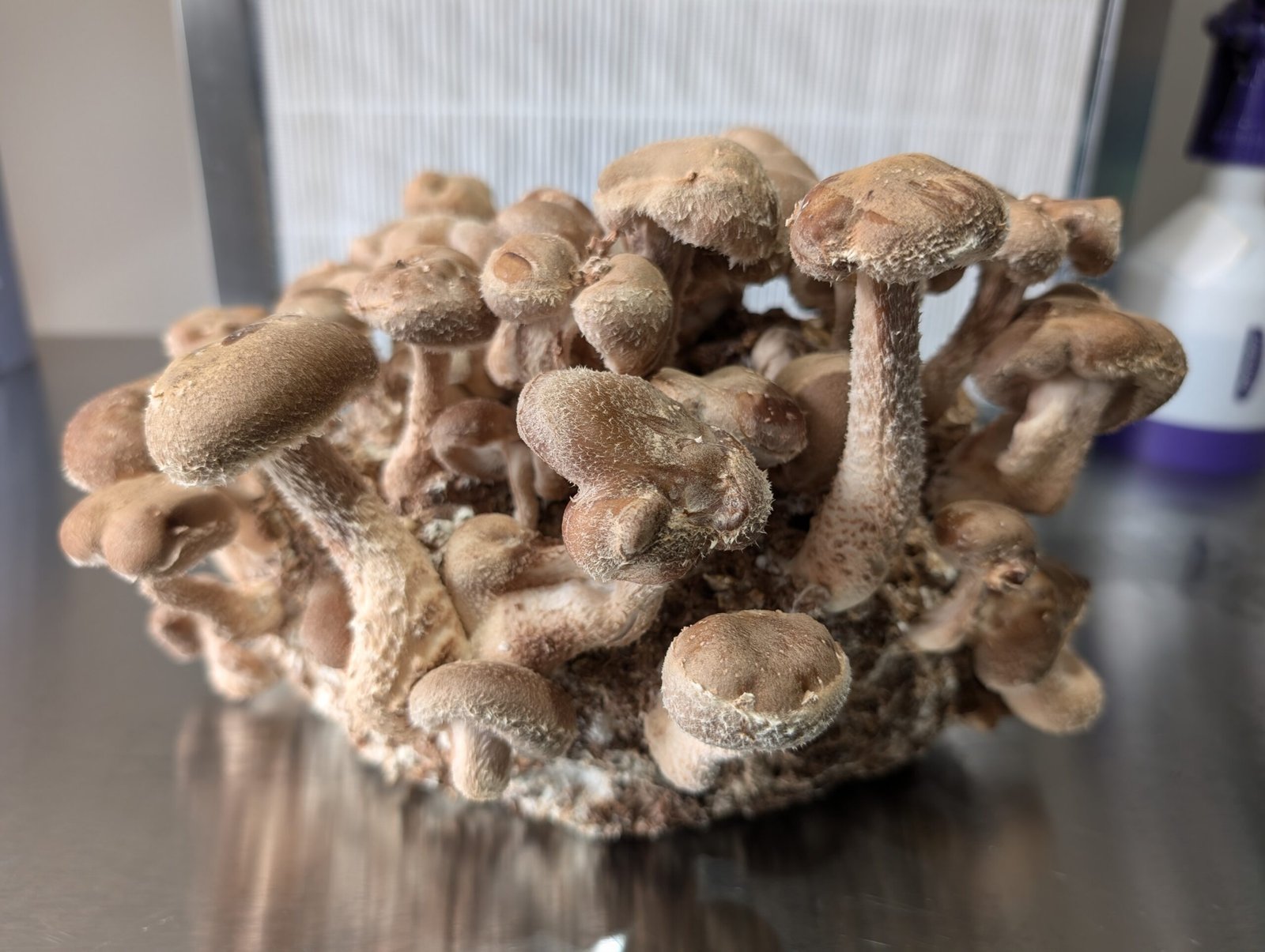 Speckled Chestnut Mushroom