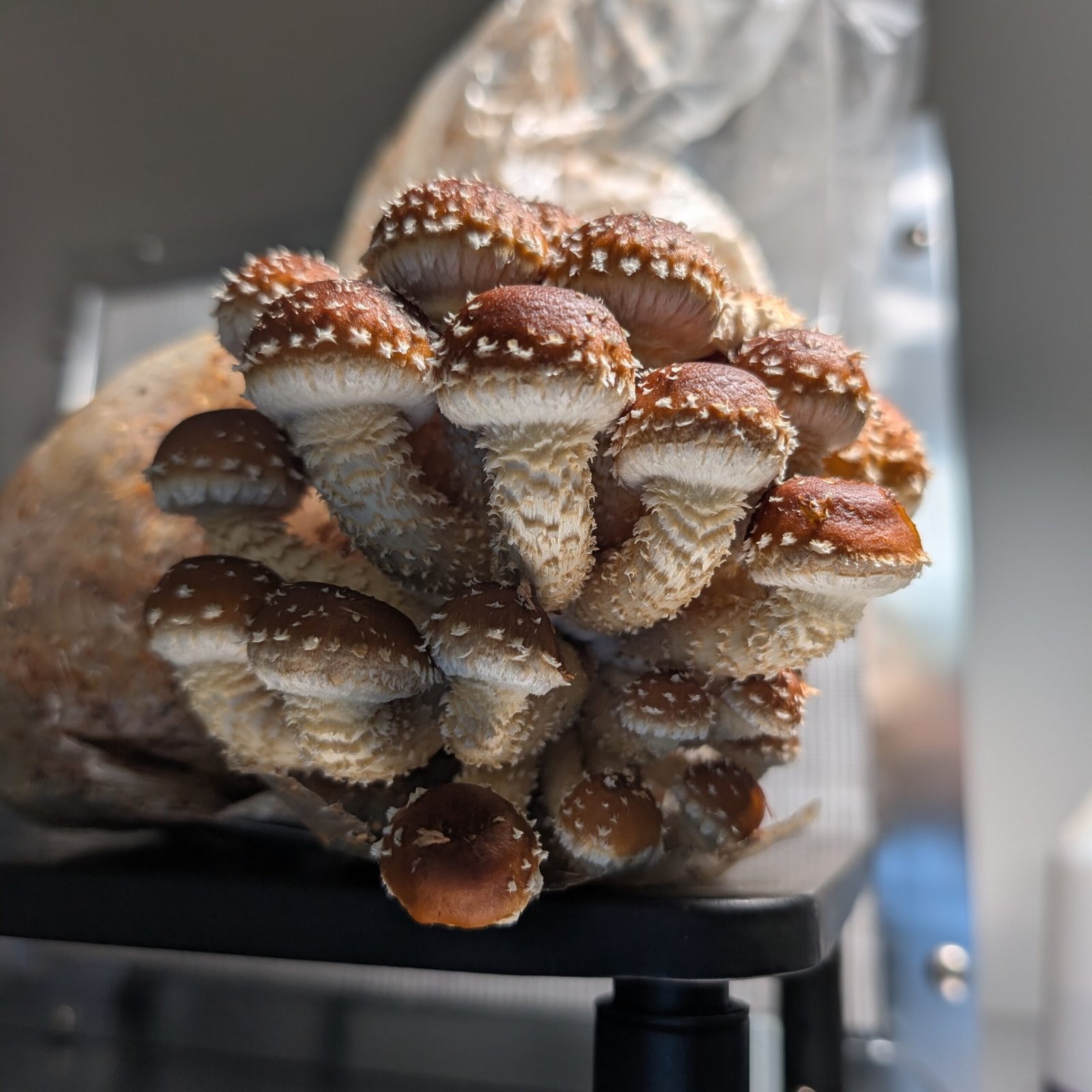 Speckled Chestnut Mushroom