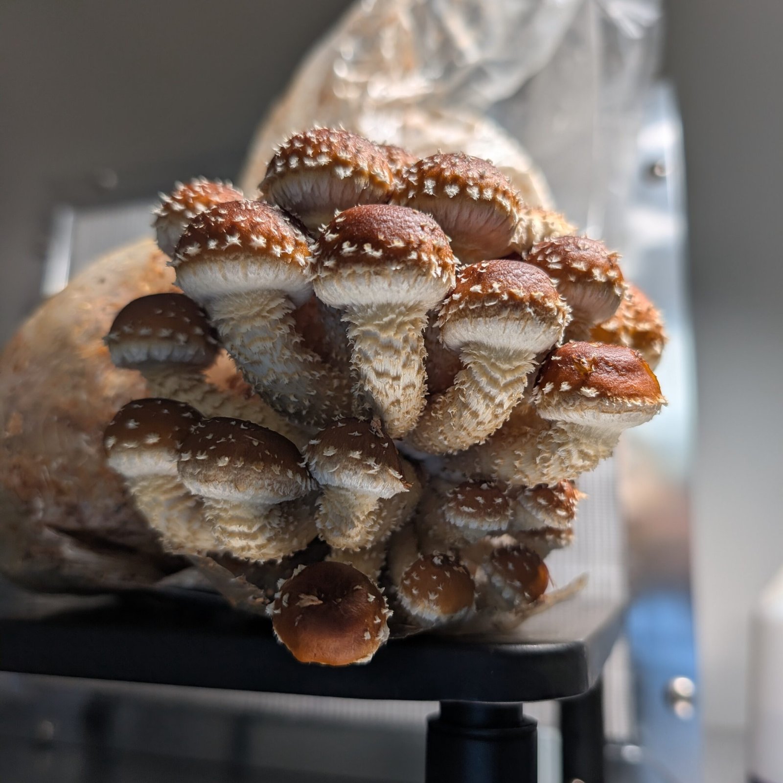 Speckled Chestnut Mushroom